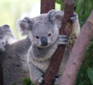 654px-Cutest_Koala